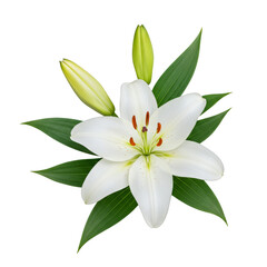 Fototapeta premium Isolated Transparent Background of White Lily Flower with Green Leaves