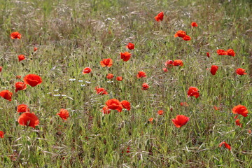 Bright red poppies in a meadow