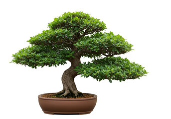 Isolated Transparent Bonsai Tree A Miniature Green Plant Art Piece