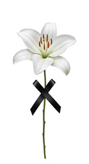 Isolated White Lily with Black Ribbon Symbolizing Mourning Transparent