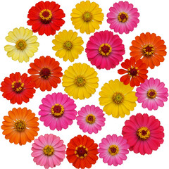 Isolated Zinnia Flowers Transparent Background with Floral Colorful Petals