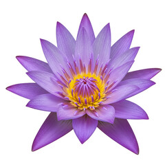 Isolated Transparent Purple Lotus Flower Blossom in Detailed Macro Still