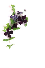 クレマチスダークアイズ暑中見舞い用