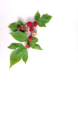 ラズベリーと葉のメッセージカード白背景