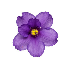 Isolated Violet Flower with Transparent Background Bloom Petal Macro