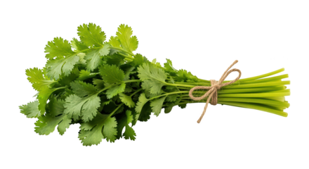Fresh coriander bunch
