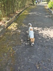 Fototapeta premium A white and brown dog walking on the road
