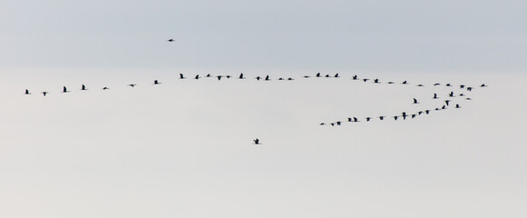 A flock of birds flying in a circle in the sky