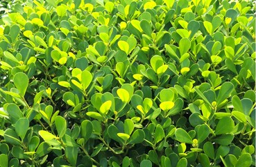 green leaves background in the summer