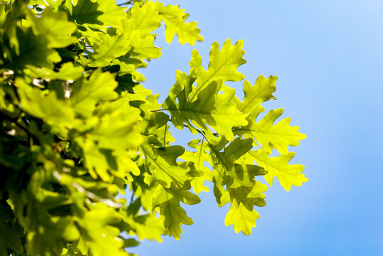 A tree with green leaves and a blue sky in the background