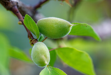 Two green almonds are hanging from a tree branch