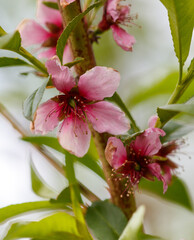 Pink flowers on a tree branch