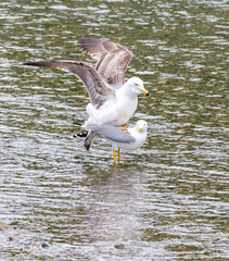 Two seagulls are standing on the water, one of them is looking at the other