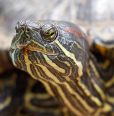 A turtle with a yellow stripe on its face
