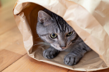 紙袋に入った可愛い猫　サバトラ猫　