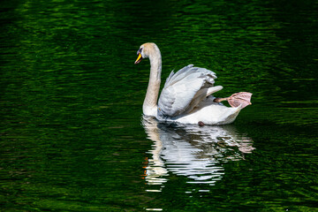 White mute swan swimming in lake