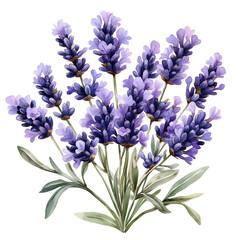 Obraz premium Blue hyacinths and irises bouquet with spring flowers on white background