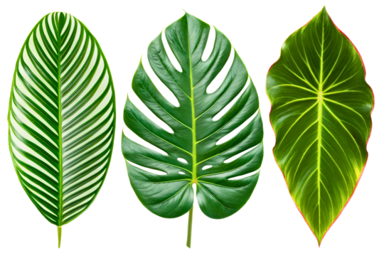 Collection of vibrant tropical leaves for decoration isolated with transparent background