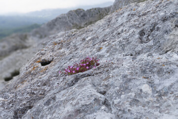 Concept of resilience. Life makes its way in extreme conditions, Urbasa Natural Park, Navarra.