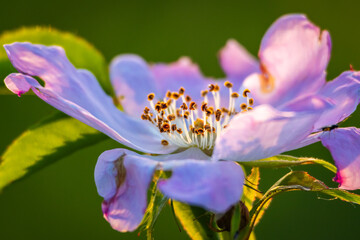 Close-up of a wild flower with focus on stamens and pollen grains under golden sunset light. The shallow depth creates a dreamy natural background that enhances its fragile elegance