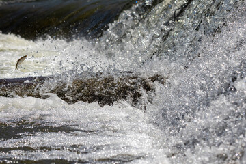 A small fish is captured mid-air during its leap above powerful river rapids, symbolizing the instinctive drive and agility of wild aquatic life