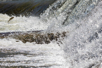 A lone fish leaps into the air above churning whitewater rapids, caught in a decisive moment of...
