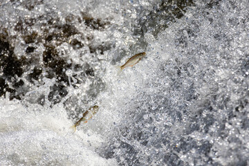 Two freshwater fish race upstream through crashing water in a dramatic display of strength and instinctual migration