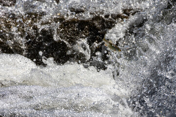 A small fish captured mid-leap through rushing rapids, frozen in time against a dramatic backdrop of churning water