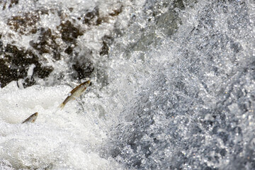 Two fish ascend together in roaring waterfall foam, showcasing teamwork, instinct and dramatic wildlife action