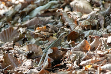 A lizard camouflaged among dry forest leaves on the forest floor. Captured in natural daylight, this wildlife shot highlights the reptile’s textured skin and remarkable ability to blend in