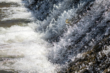 Fish leaps diagonally across foaming rapids, frozen mid-motion in a dramatic display of wild...