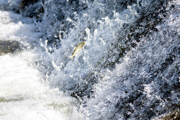 A fish suspended mid-air over whitewater, caught in a precise moment of leaping towards its...