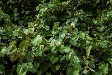 Dark tropical foliage background with dense green heart-shaped leaves. Mysterious jungle texture in deep shadows, ideal for natural, botanical, or eco-themed designs. 