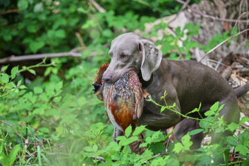 working weimaraner
