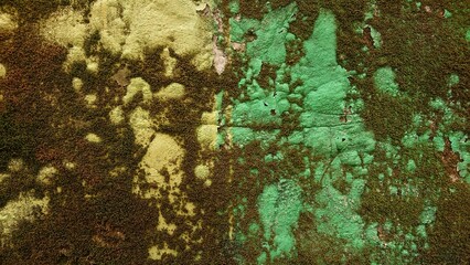 A color wall and vegetation