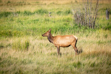 Fototapeta premium Wild Female Wapiti in Remote Mountain Meadow