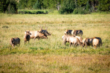 Group of Wapiti Elks Feeding in a Mountain Meadow