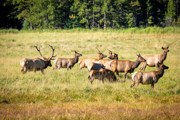 Naklejka premium Group of Wapiti Elks Feeding in a Mountain Meadow