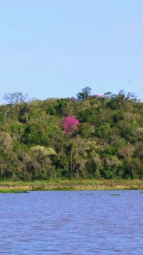 Vertical shot shows the R&iacute;o Yabebiry in the foreground with a green hillside in the back where a single blooming pink lapacho tree stands out among the dense foliage, natural light, real time, static
