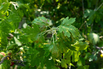 Currant leaf infected with gall mite, showing red blistering, in natural daylight with a blurred green background. currant disease