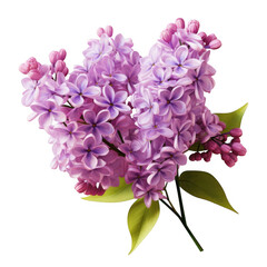 A bouquet of light purple lilac flowers