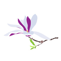 Magnolia.Vector.Image on white and color background.