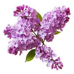 Lilac blossoms on a black background
