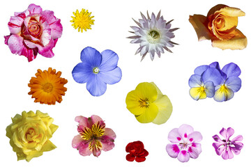 Flores variadas de colores