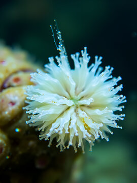 Colony crustacea mysida Mysis oculata close up, Mysidae family. Filter out small particles suspended in water. White sea
