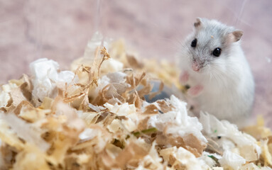 Djungar hamster in cage care about hamsters