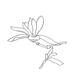 Magnolia.Vector.Image on white and color background.