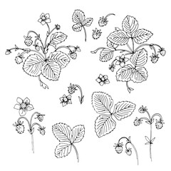 Strawberry berries vector line. Summer flowers and berries. Harvest, farm products.