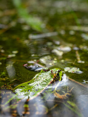  Frosch mit einer Fliege auf dem Kopf 