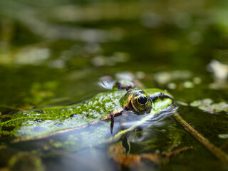 Frosch im Natur Teich 